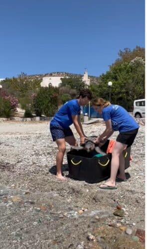 Préparation & relâchée de la tortue en mer