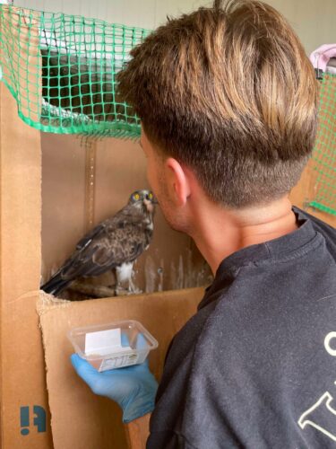 Force-feeding d’un aigle dans sa big box jusqu’à ce qu’il parvienne à manger seul