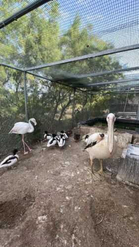 La pool cage fait partie des tâches de l’outside : on y nourrit les animaux et on change l’eau du bassin