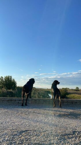 Nos chiens nous accompagnent partout en balade