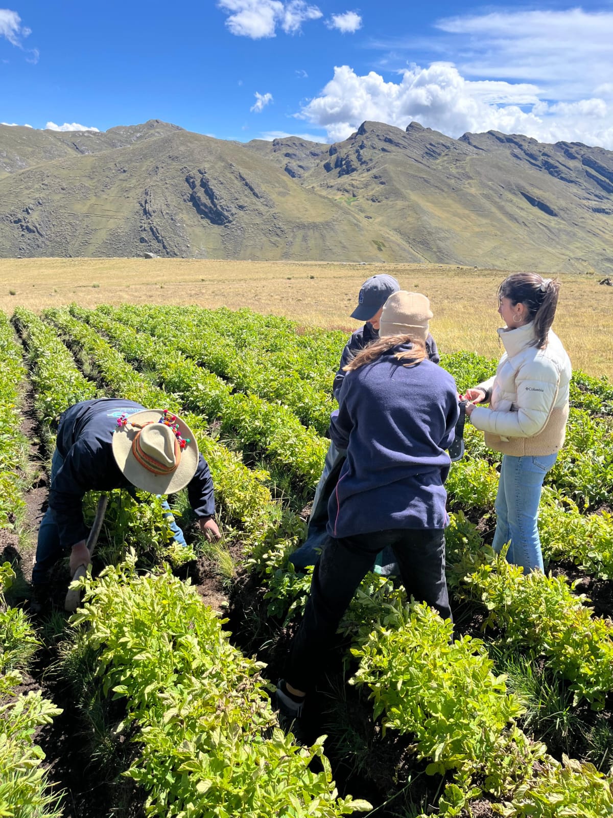 J'ai pu me rendre dans une communauté des hauts plateaux andins et découvrir le processus de mémoire intégrale et d'agroécologie qu'APRODEH accompagne avec ses habitants. Nous avons récolté des pommes de terre indigènes. Culluchaca.